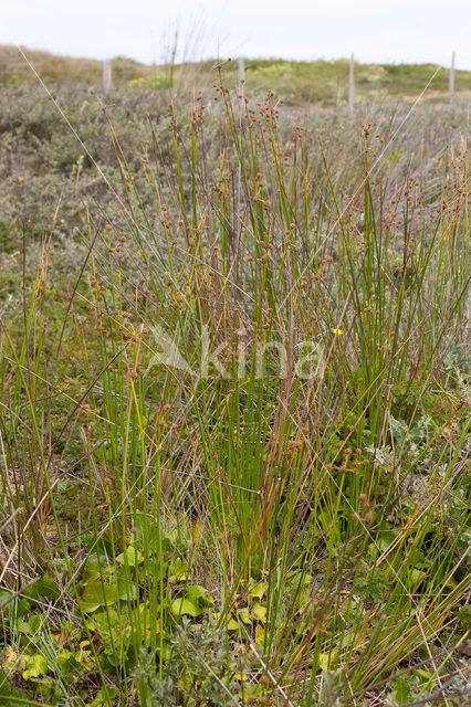 Kogelbies (Scirpoides holoschoenus)