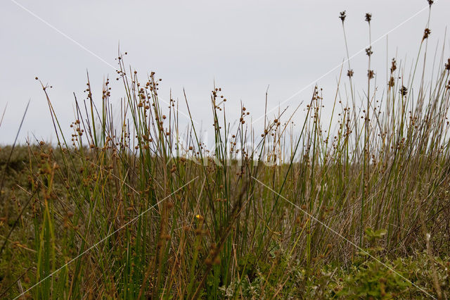 Round-headed Club-rush (Scirpoides holoschoenus)