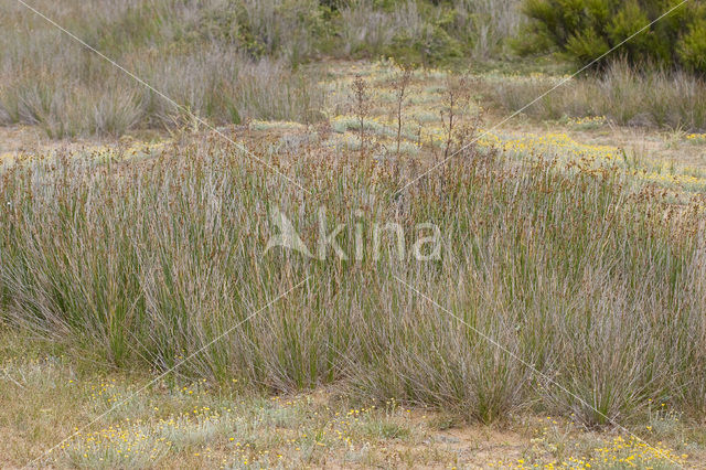Round-headed Club-rush (Scirpoides holoschoenus)