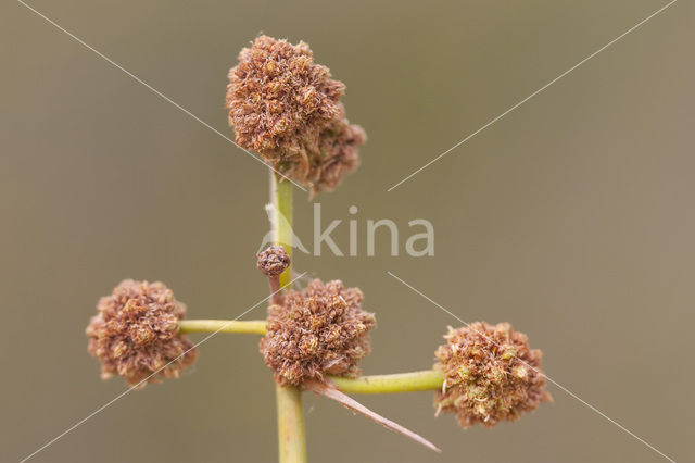 Round-headed Club-rush (Scirpoides holoschoenus)