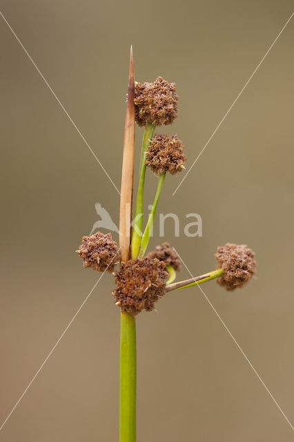 Round-headed Club-rush (Scirpoides holoschoenus)