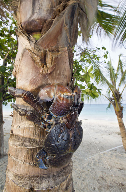 Coconut Crab (Birgus latro)