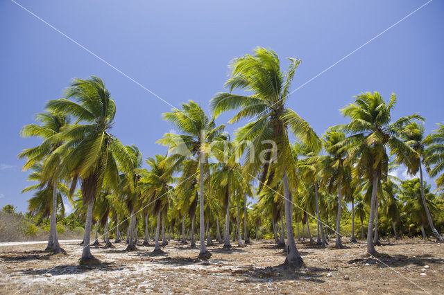 Coconut Palm (Cocos nucifera)