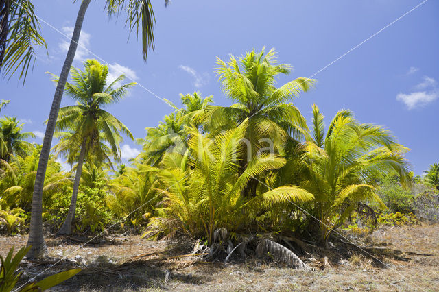 Coconut Palm (Cocos nucifera)