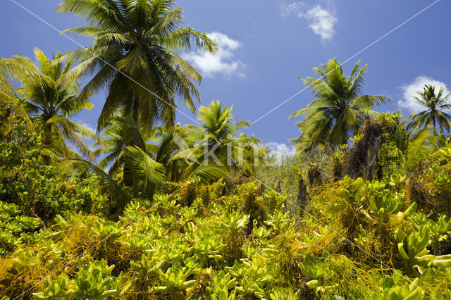 Coconut Palm (Cocos nucifera)