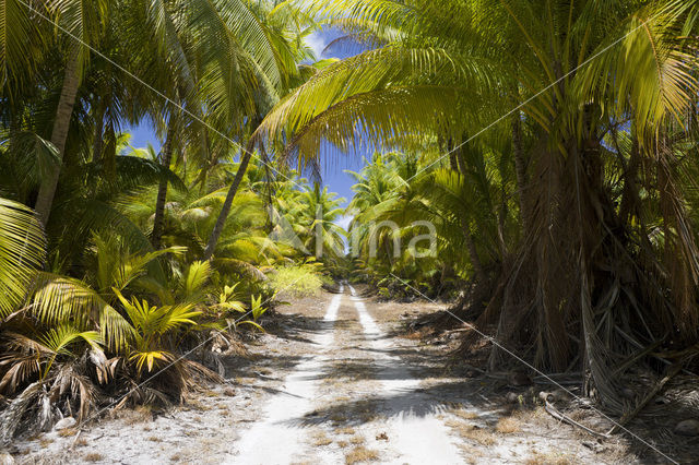 Coconut Palm (Cocos nucifera)