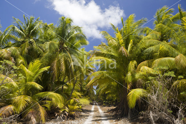 Coconut Palm (Cocos nucifera)