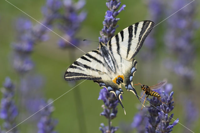 Koningspage (Iphiclides podalirius)