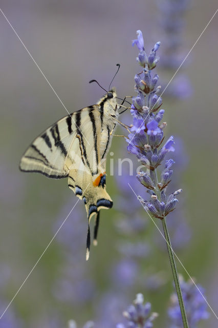 Scarce Swallowtail (Iphiclides podalirius)