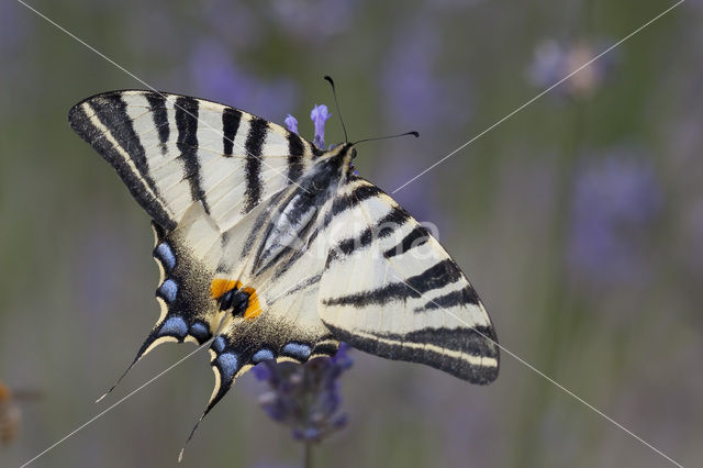 Koningspage (Iphiclides podalirius)