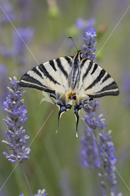 Scarce Swallowtail (Iphiclides podalirius)