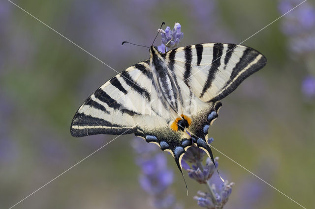 Koningspage (Iphiclides podalirius)