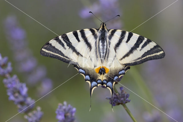 Koningspage (Iphiclides podalirius)