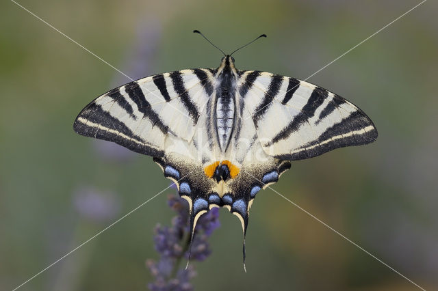 Koningspage (Iphiclides podalirius)