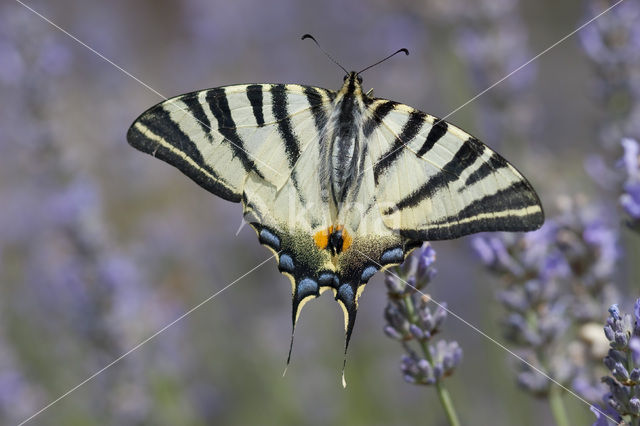 Koningspage (Iphiclides podalirius)