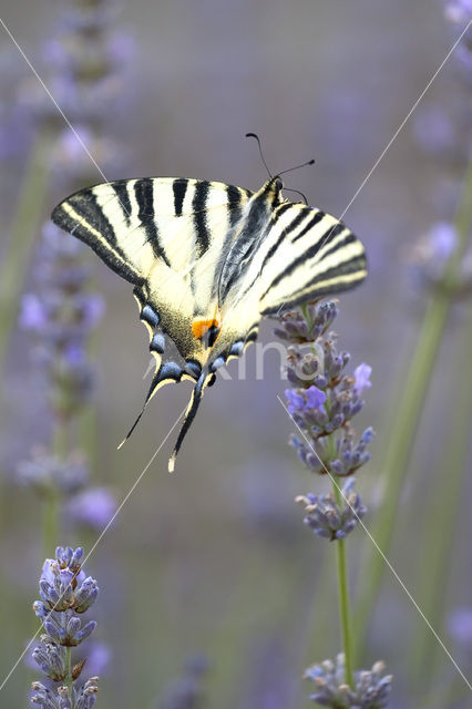 Koningspage (Iphiclides podalirius)