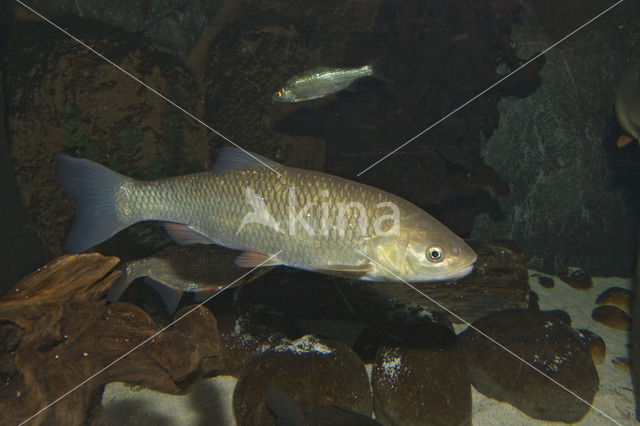 European Chub (Squalius cephalus)