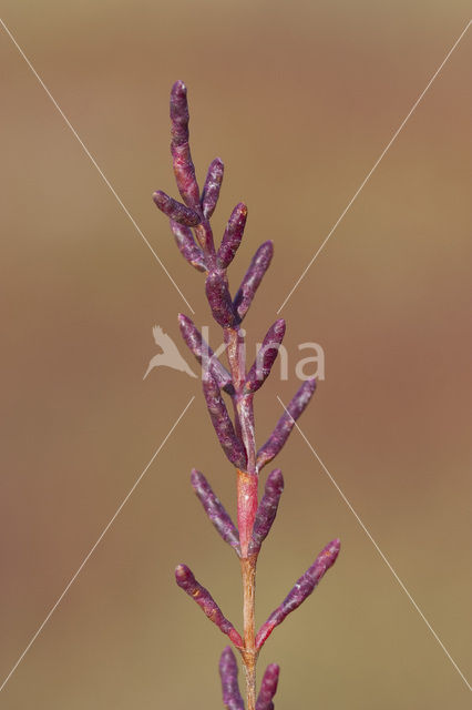 Kortarige zeekraal (Salicornia europaea)