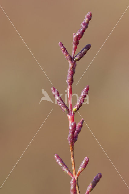 Kortarige zeekraal (Salicornia europaea)