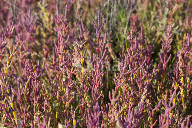 Glasswort (Salicornia europaea)