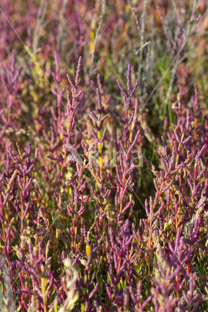 Kortarige zeekraal (Salicornia europaea)