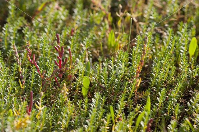 Kortarige zeekraal (Salicornia europaea)