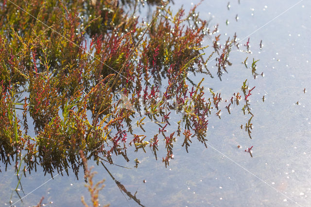 Kortarige zeekraal (Salicornia europaea)