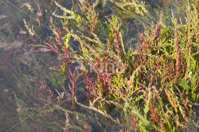 Kortarige zeekraal (Salicornia europaea)