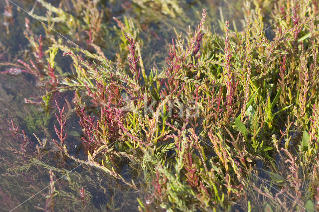 Kortarige zeekraal (Salicornia europaea)