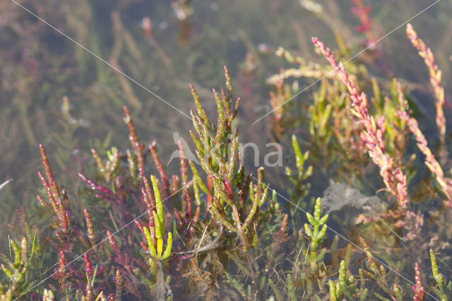 Kortarige zeekraal (Salicornia europaea)