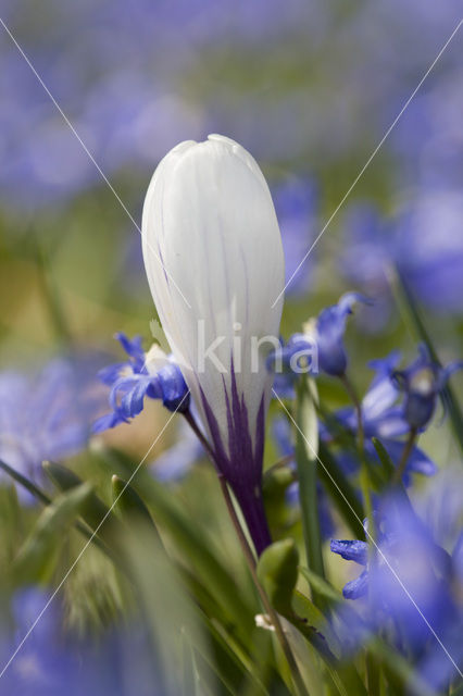 Krokus (Crocus spec.)