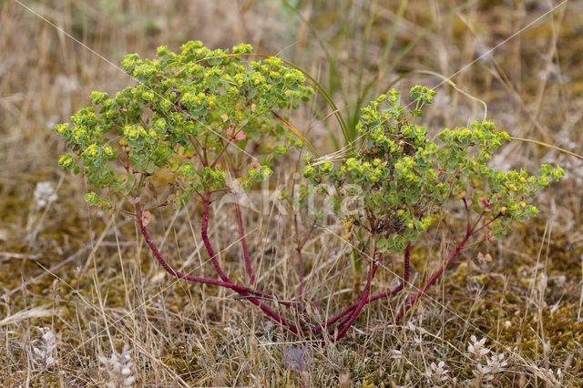 Portland Spurge (Euphorbia portlandica)