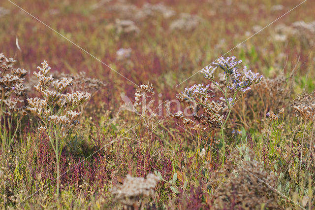 Lamsoor (Limonium vulgare)