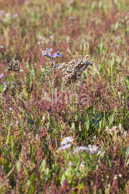 Lamsoor (Limonium vulgare)