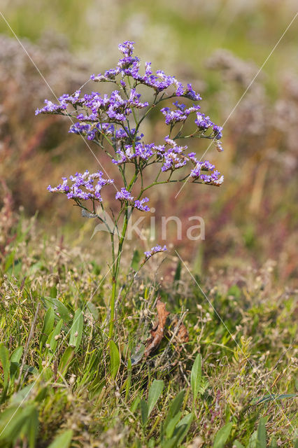 Lamsoor (Limonium vulgare)