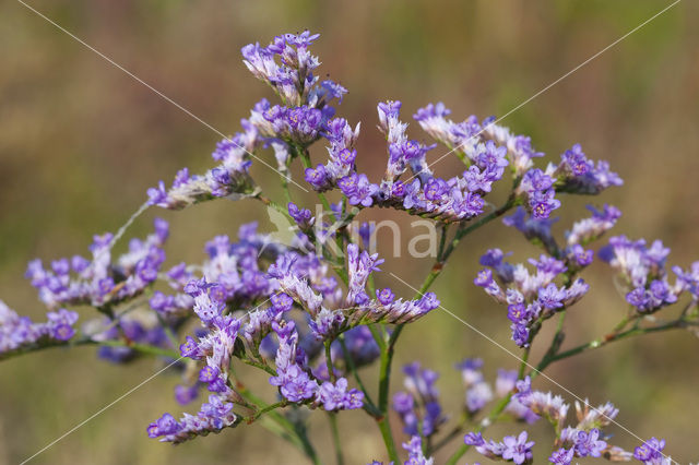 Lamsoor (Limonium vulgare)