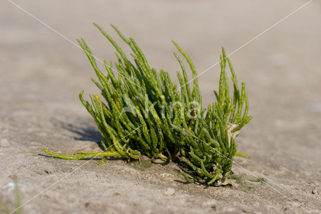 Long-spiked Glasswort (Salicornia procumbens)