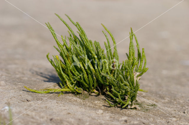 Langarige zeekraal (Salicornia procumbens)