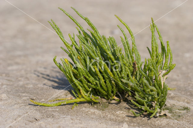 Langarige zeekraal (Salicornia procumbens)