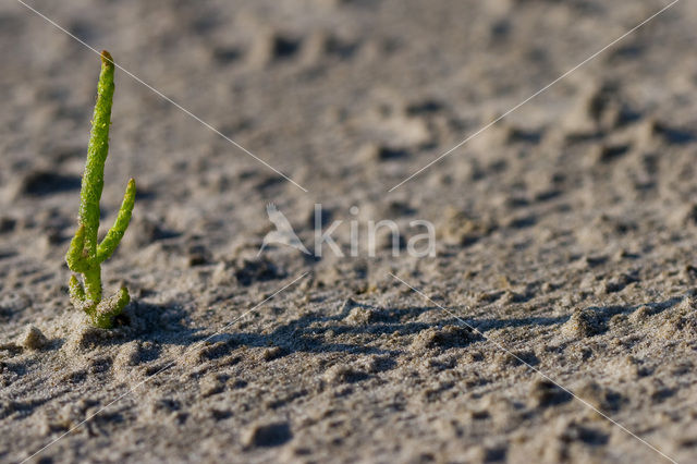 Langarige zeekraal (Salicornia procumbens)