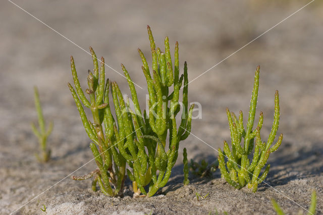 Langarige zeekraal (Salicornia procumbens)