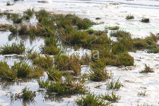 Langarige zeekraal (Salicornia procumbens)