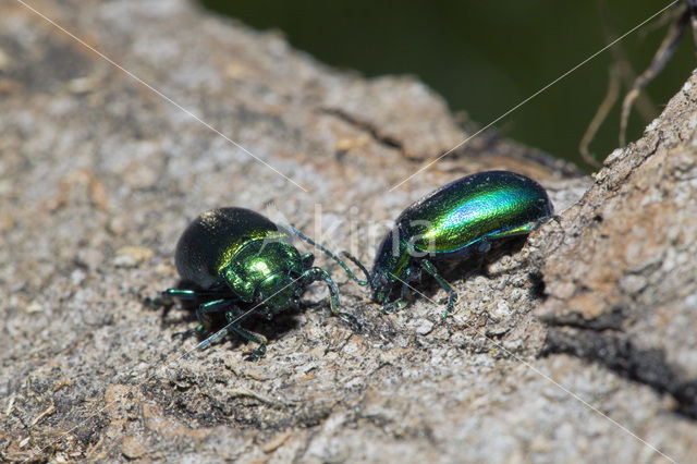 leaf beetle (Chrysomela spec)