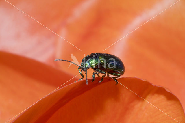 leaf beetle (Chrysomela spec)