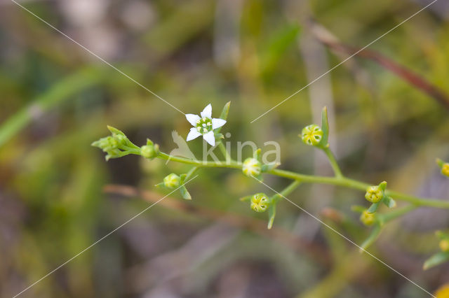 Bastard Toadflax (Thesium humifusum)