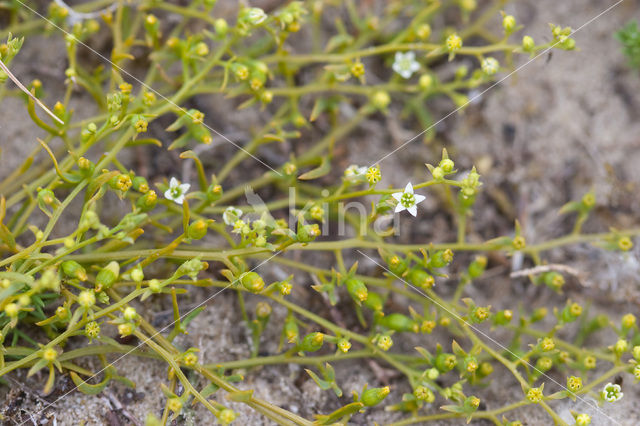 Liggend bergvlas (Thesium humifusum)