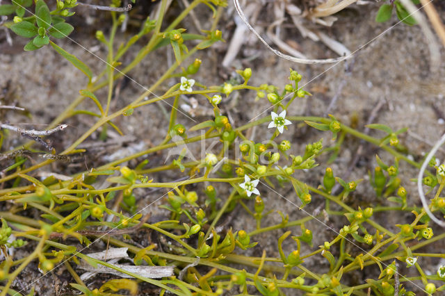 Liggend bergvlas (Thesium humifusum)