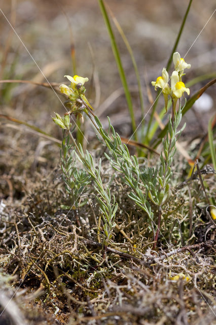 Prostrate Toadflax (Linaria supina)
