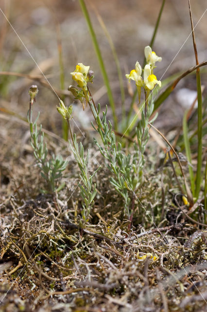 Prostrate Toadflax (Linaria supina)