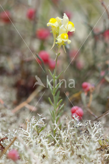Prostrate Toadflax (Linaria supina)